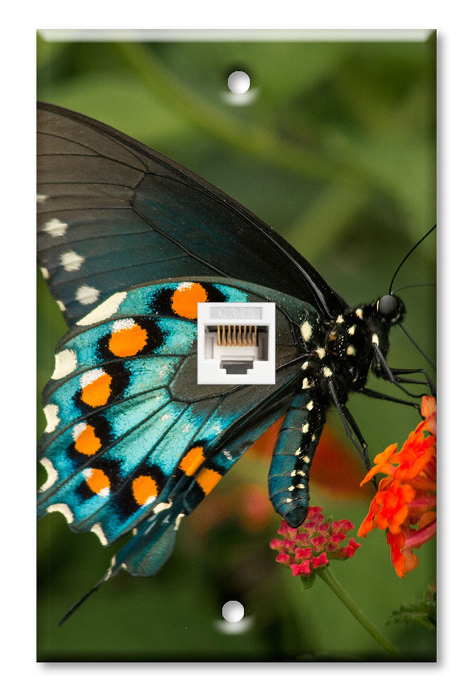 Blue, Black and Orange Butterfly - #2857