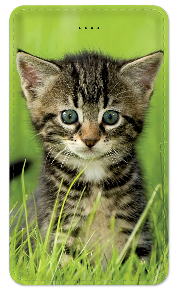 Kitten in the Grass - #7616