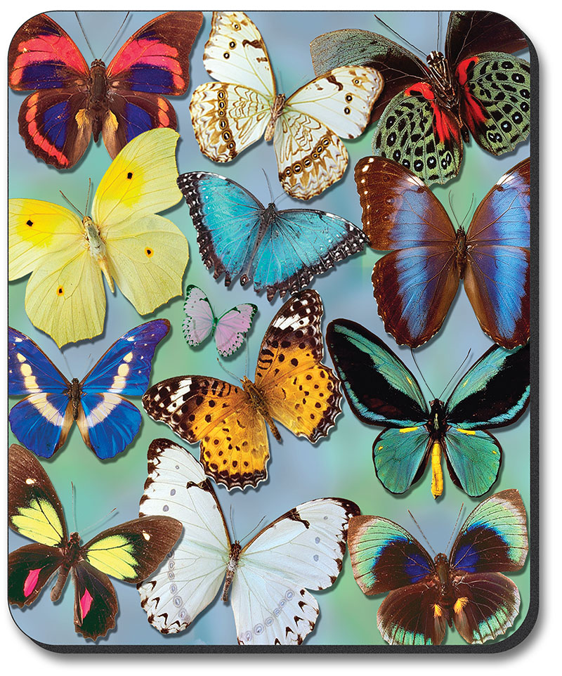 Butterflies on Blue - #116