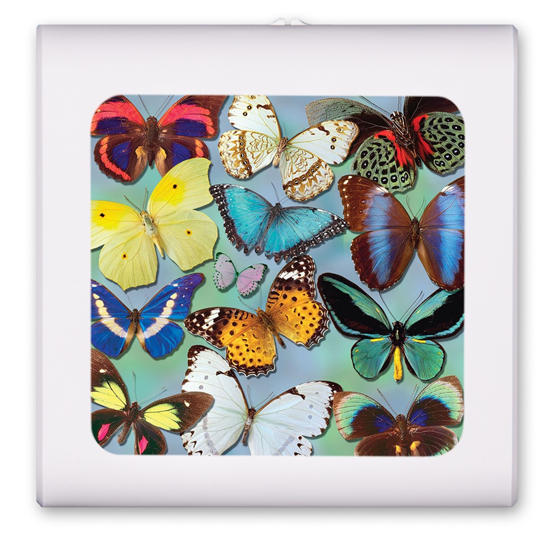 Butterflies on Blue - #116