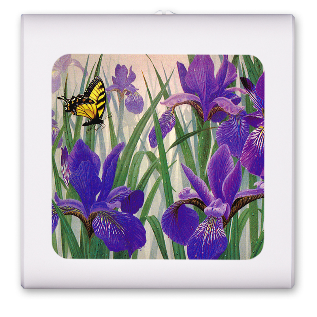 Butterfly in Irises - #137