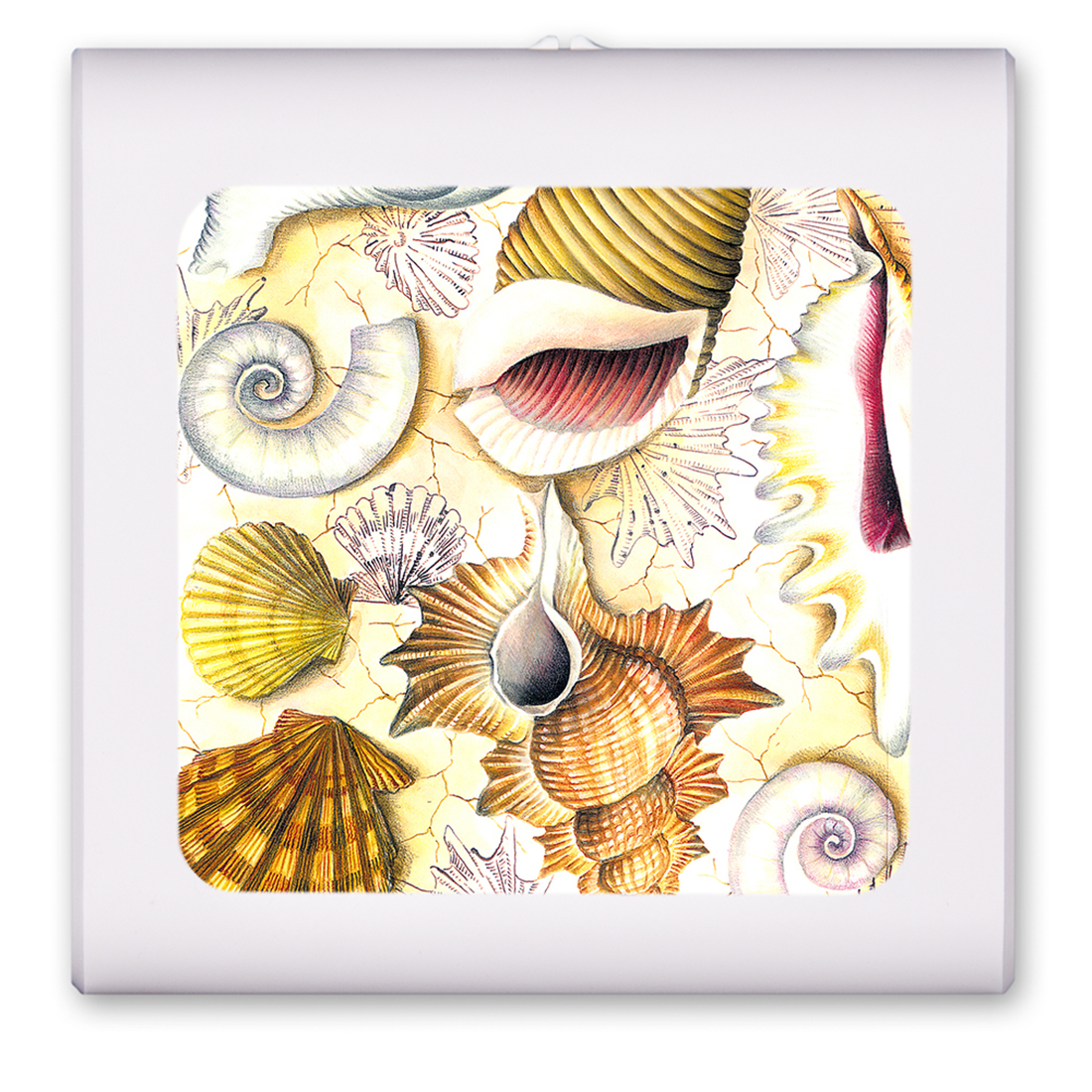 Shell Collection - #156