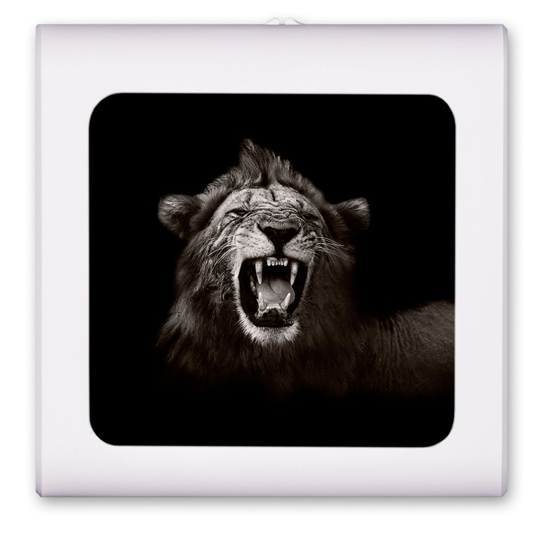 Lion Roaring - #2759