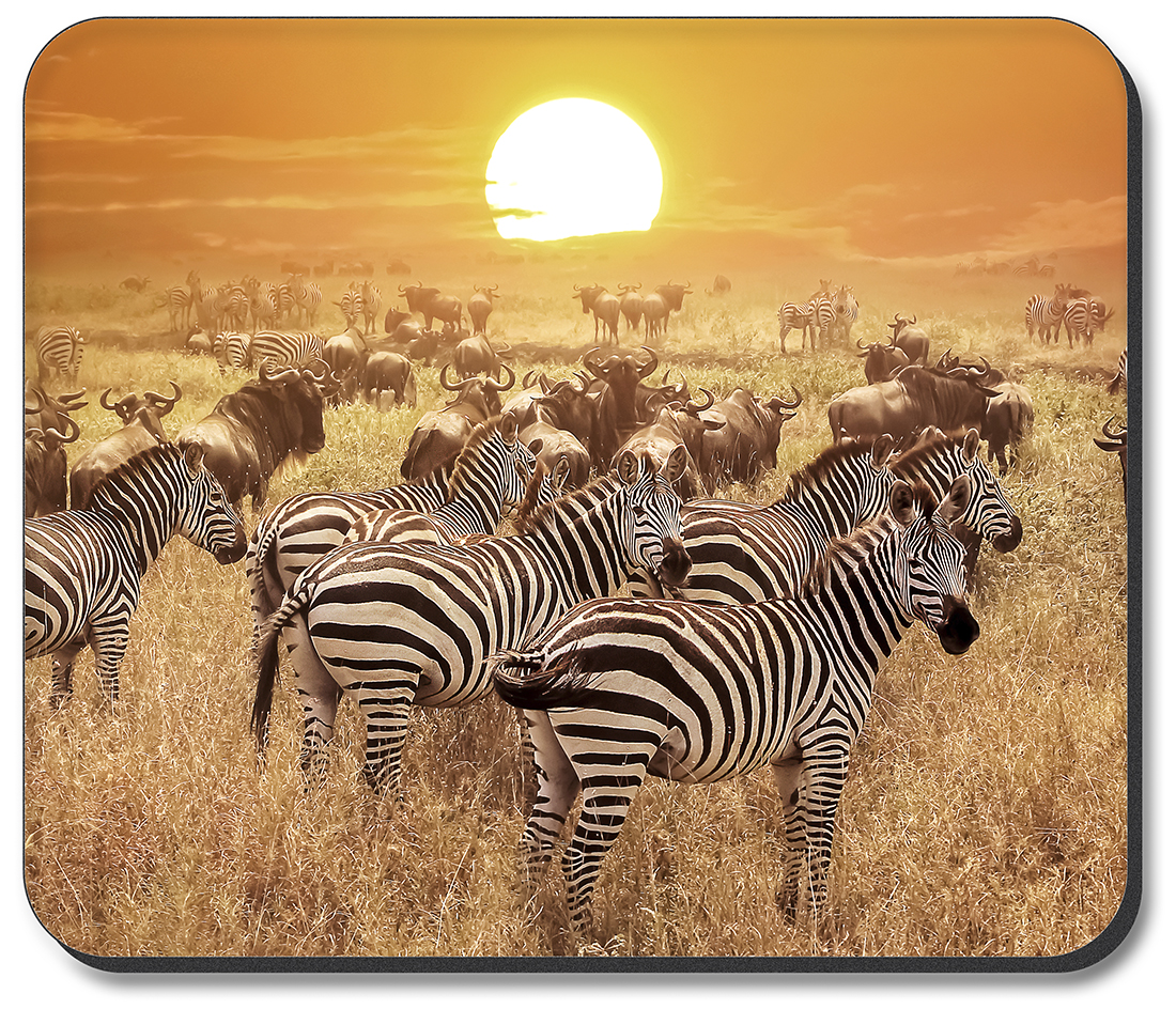 Zebras on the Range - #2765