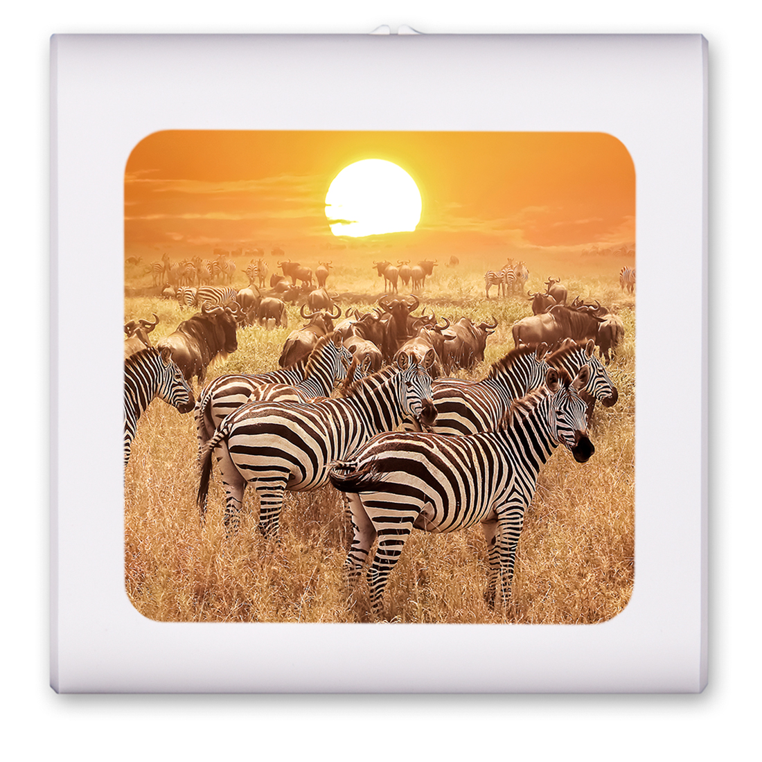 Zebras on the Range - #2765