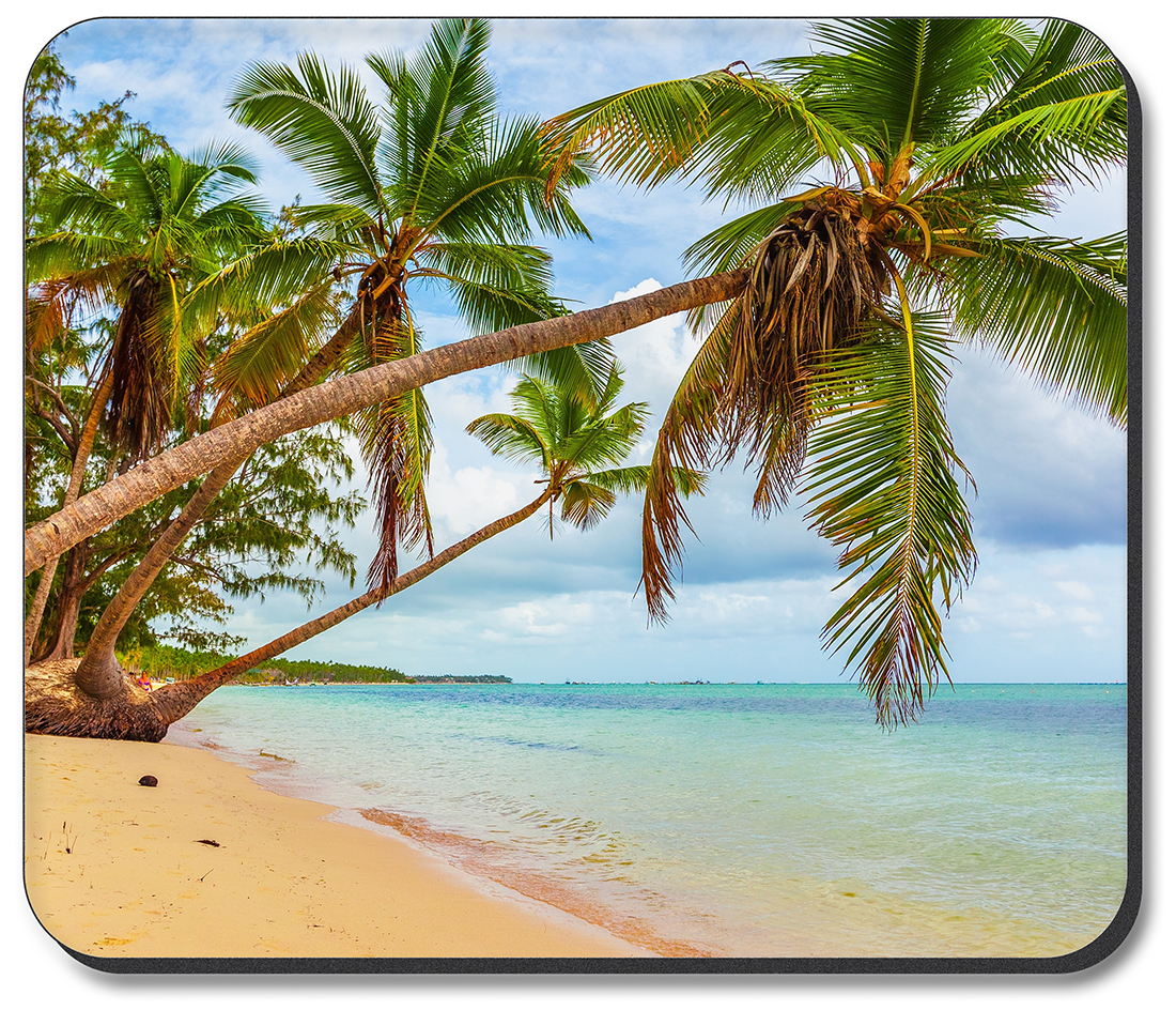 Beach Palm Trees Over the Water - #2832