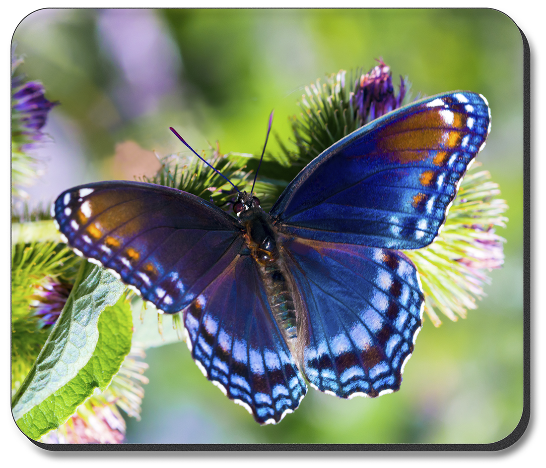 Purple Butterfly - #2849