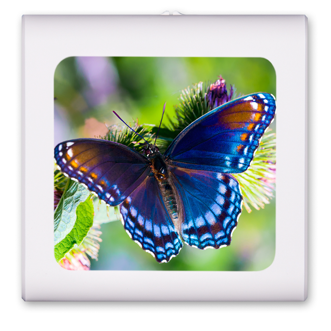 Purple Butterfly - #2849