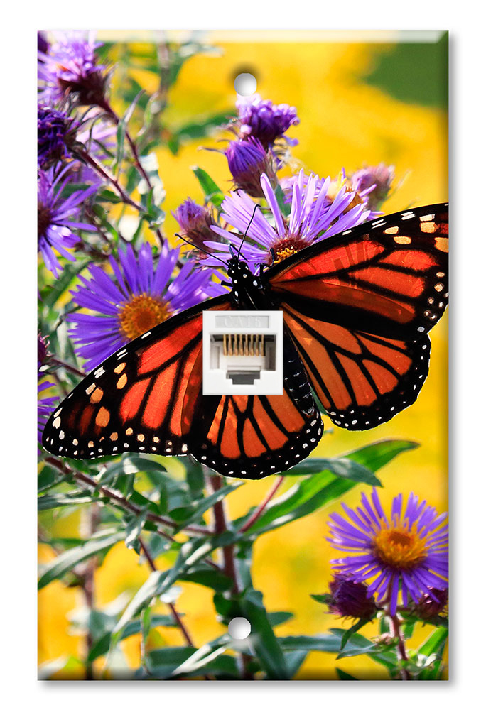 Monarch Butterfly on Purple Flower - #2851