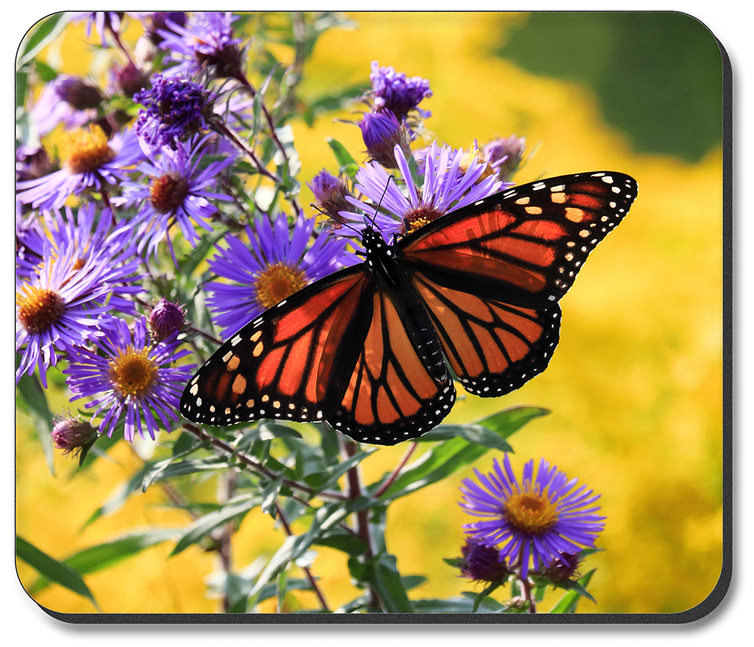 Monarch Butterfly on Purple Flower - #2851