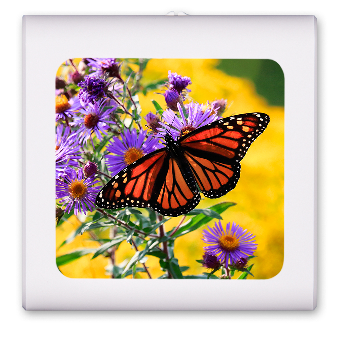 Monarch Butterfly on Purple Flower - #2851