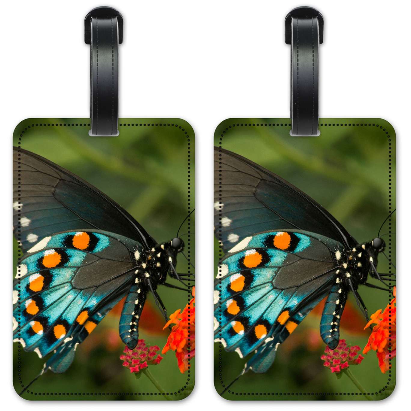 Blue, Black & Orange Butterfly - #2857