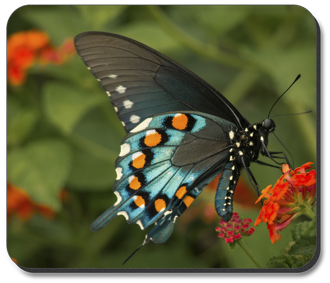 Blue Black and Orange Butterfly - #2857