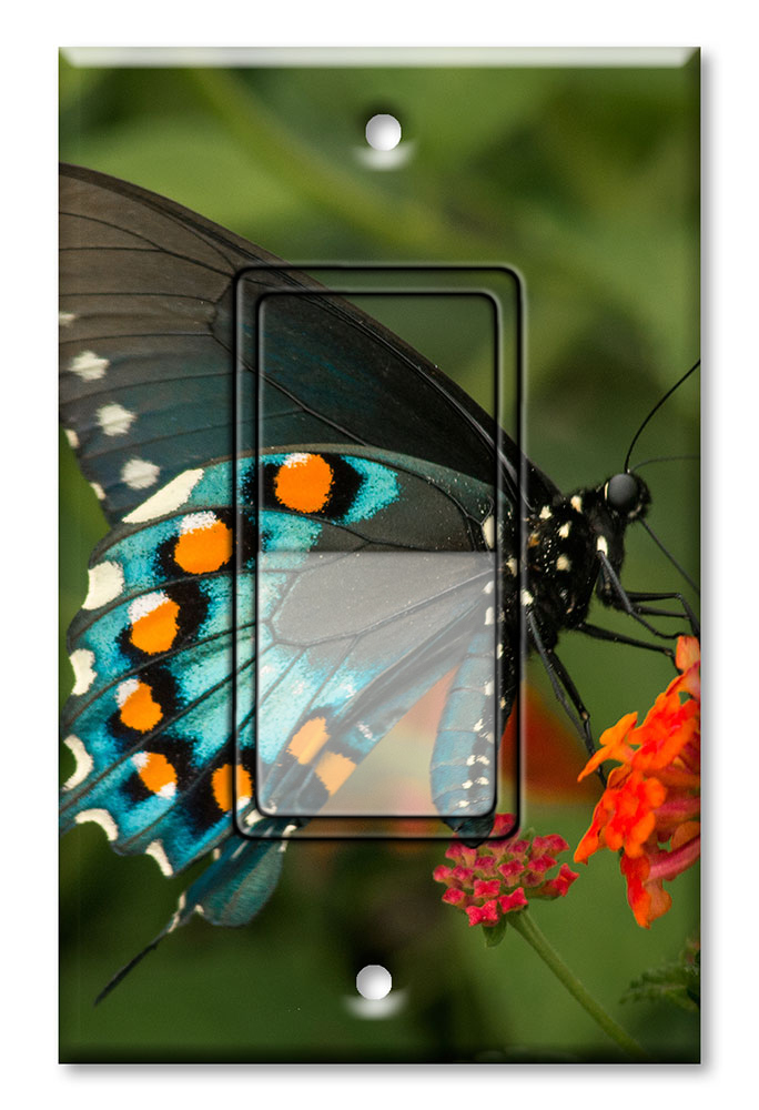 Blue, Black and Orange Butterfly - #2857