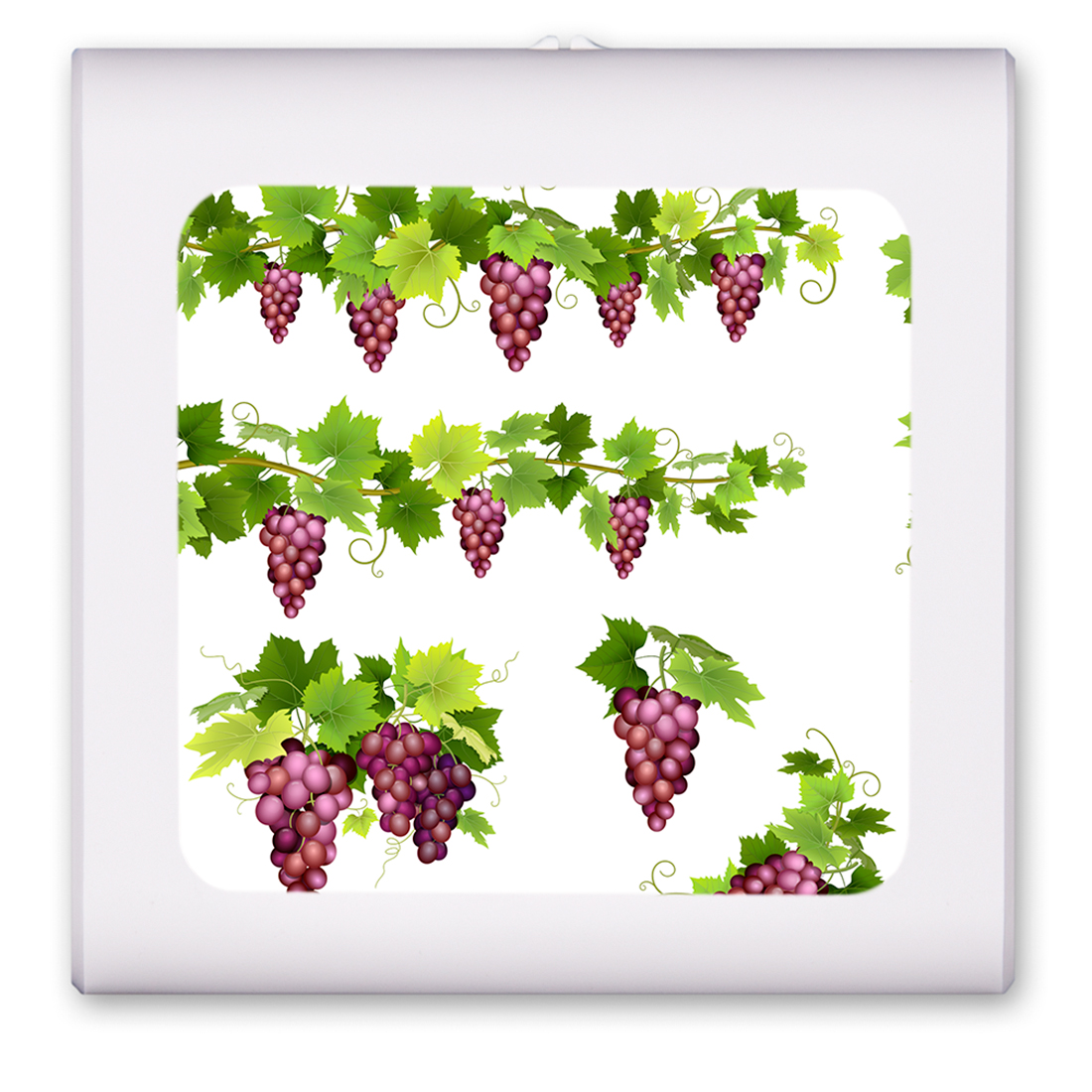 Purple Grapes on Vines - #2977