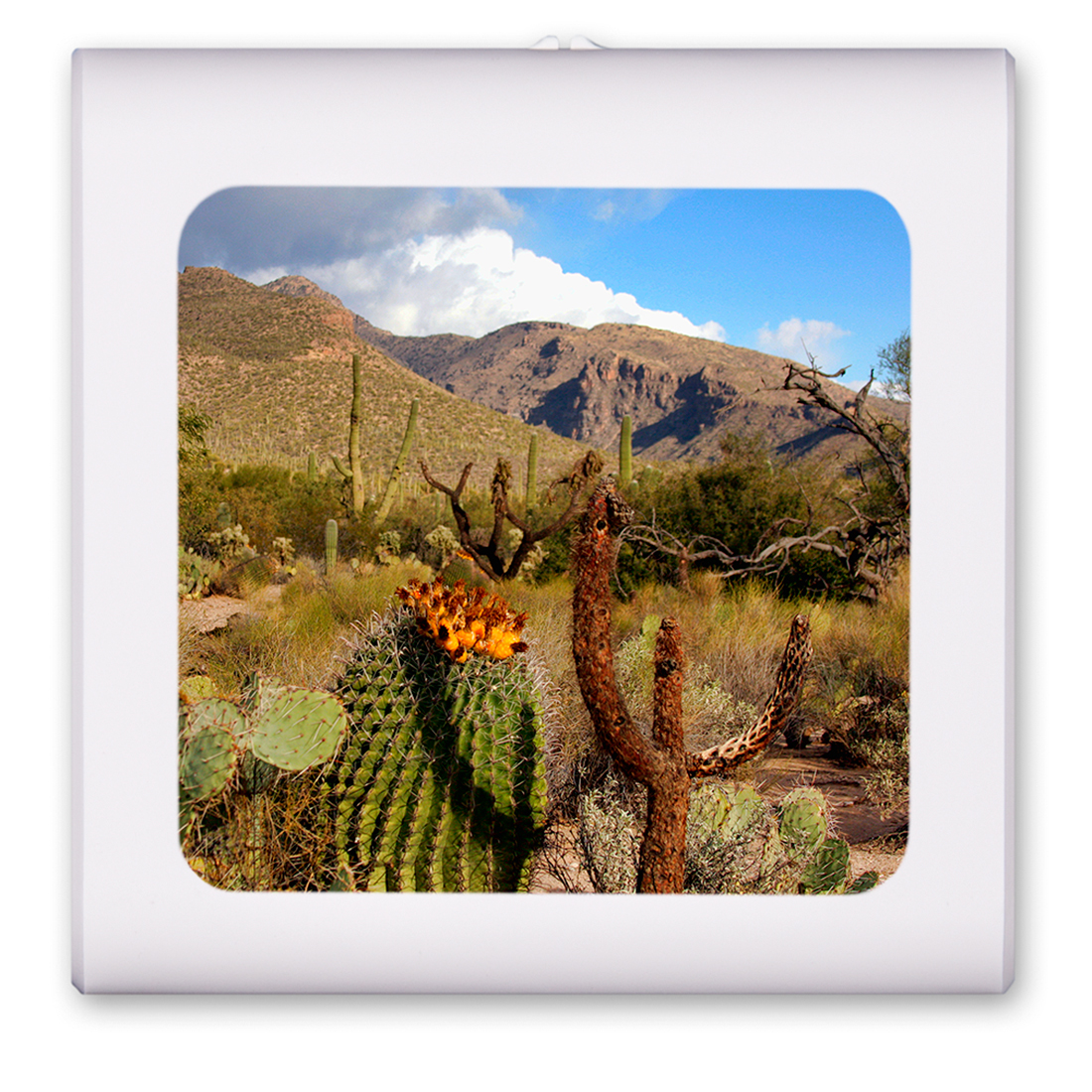 Desert Cactus - #3041