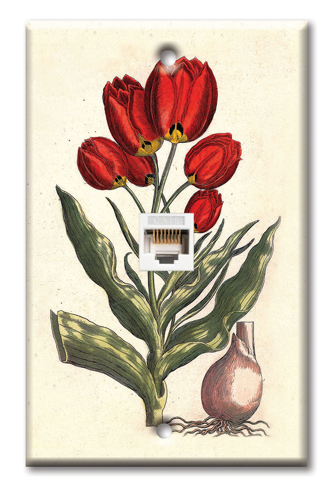 Tulips - #342