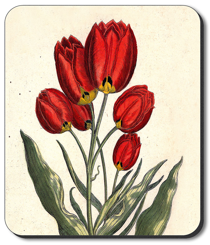 Tulips - #342