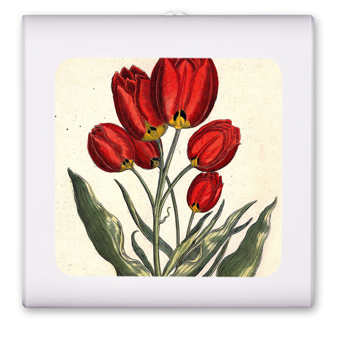 Tulips - #342