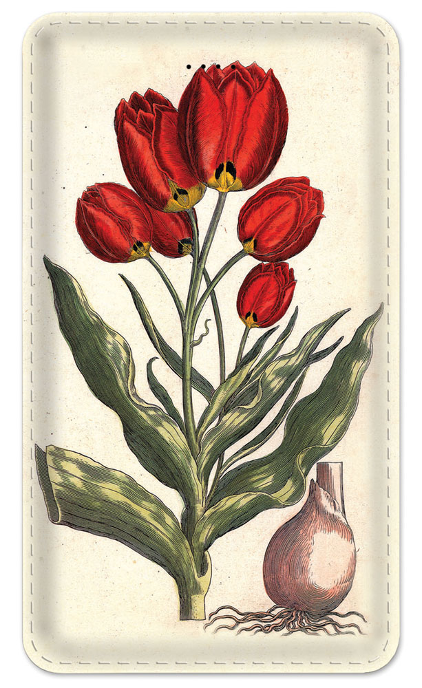 Tulips - #342