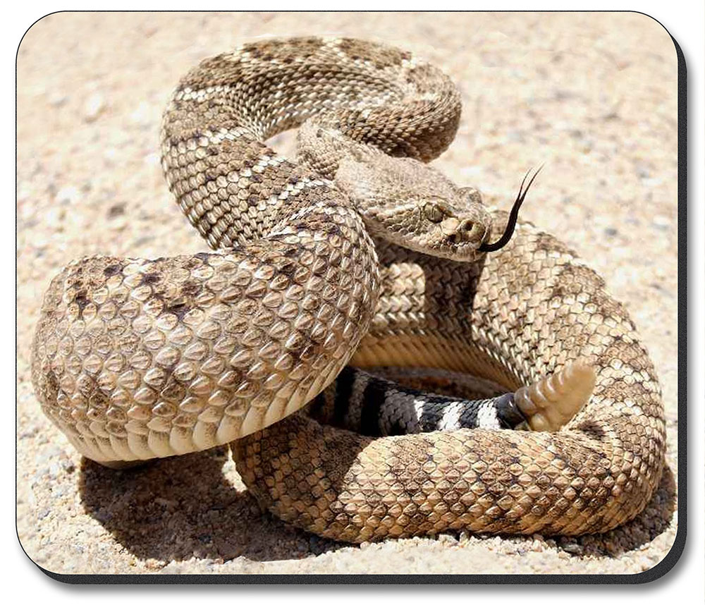 Rattle Snake - #3440