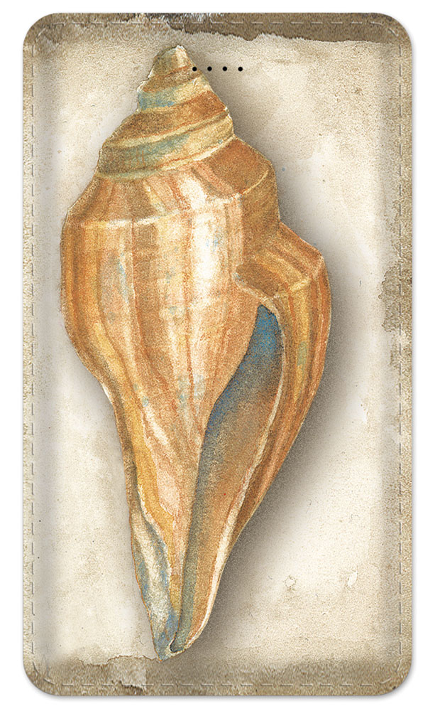 Sea Shell - #421