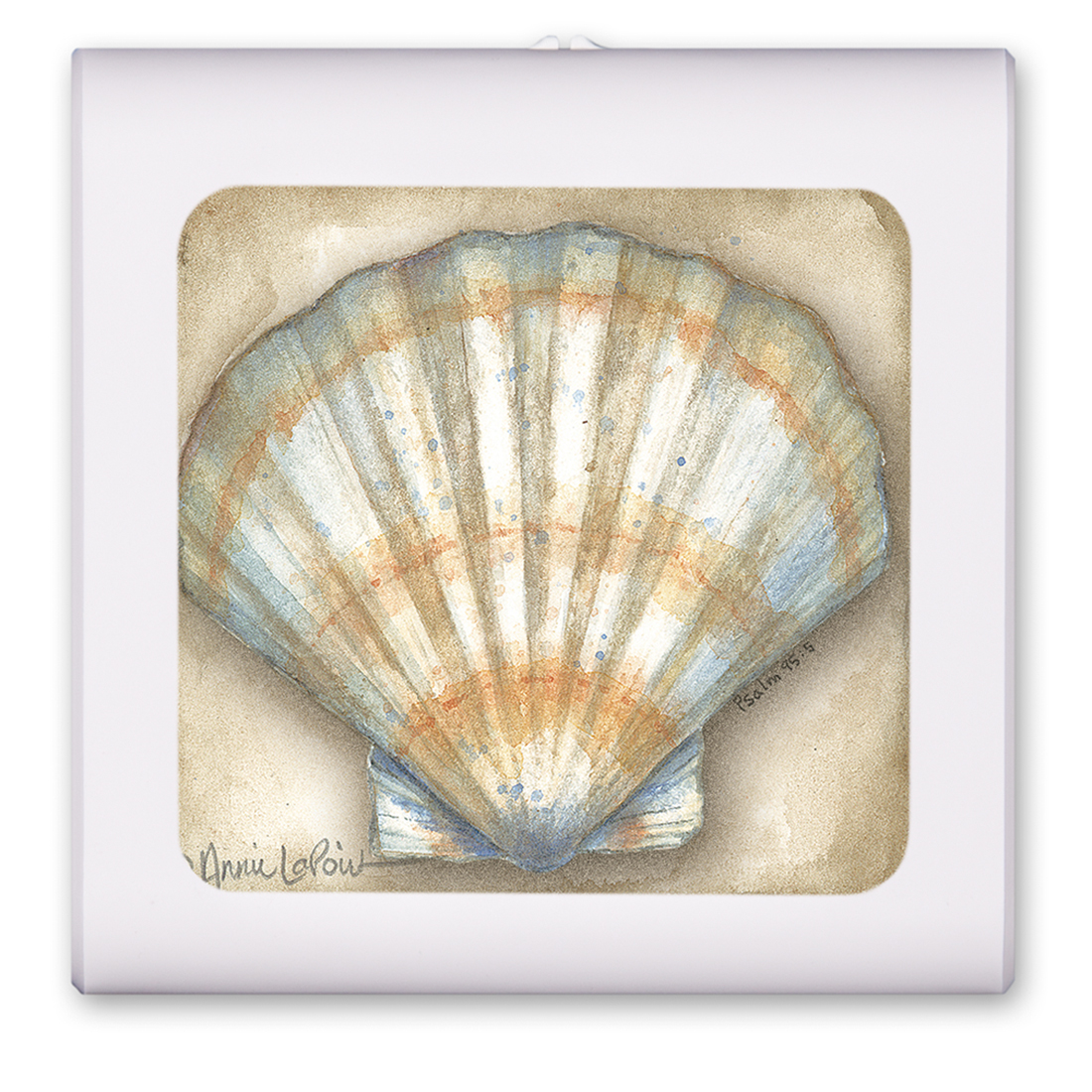Clam Shell - #424