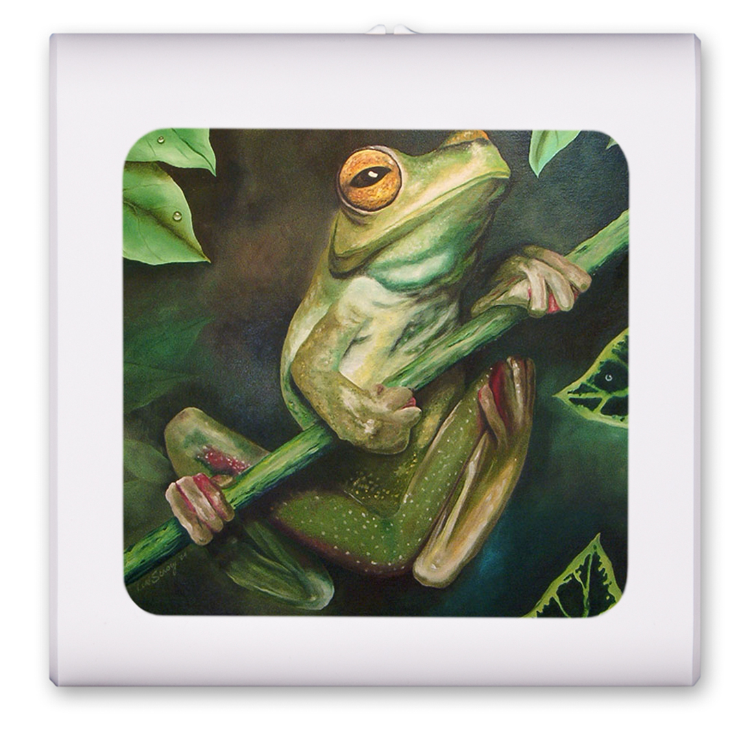 Yellow Eyed Tree Frog - #462