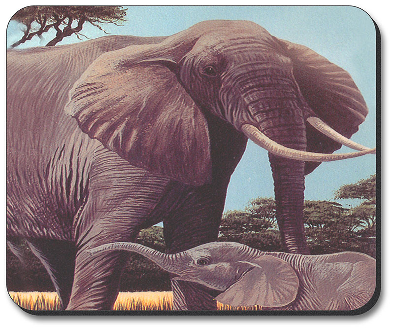 Elephants - #68