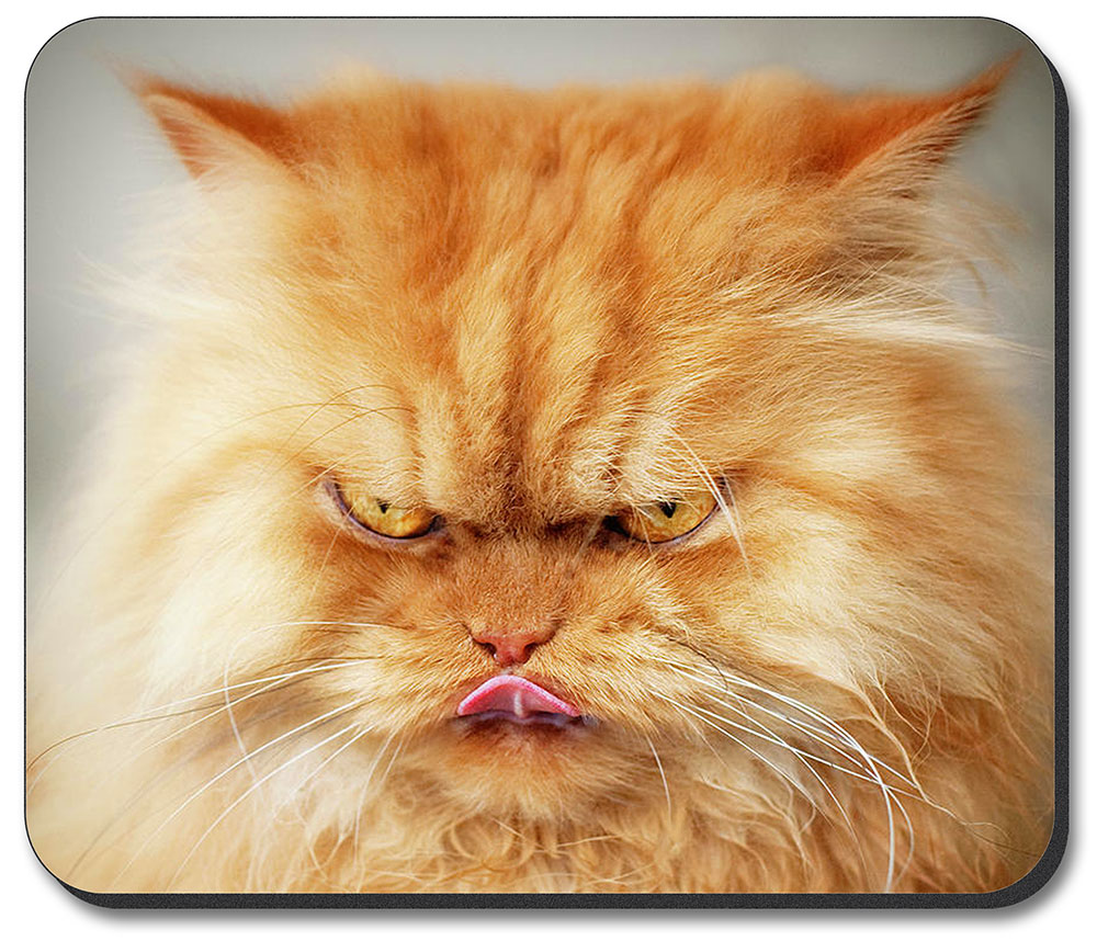 Angry Cat - #7608