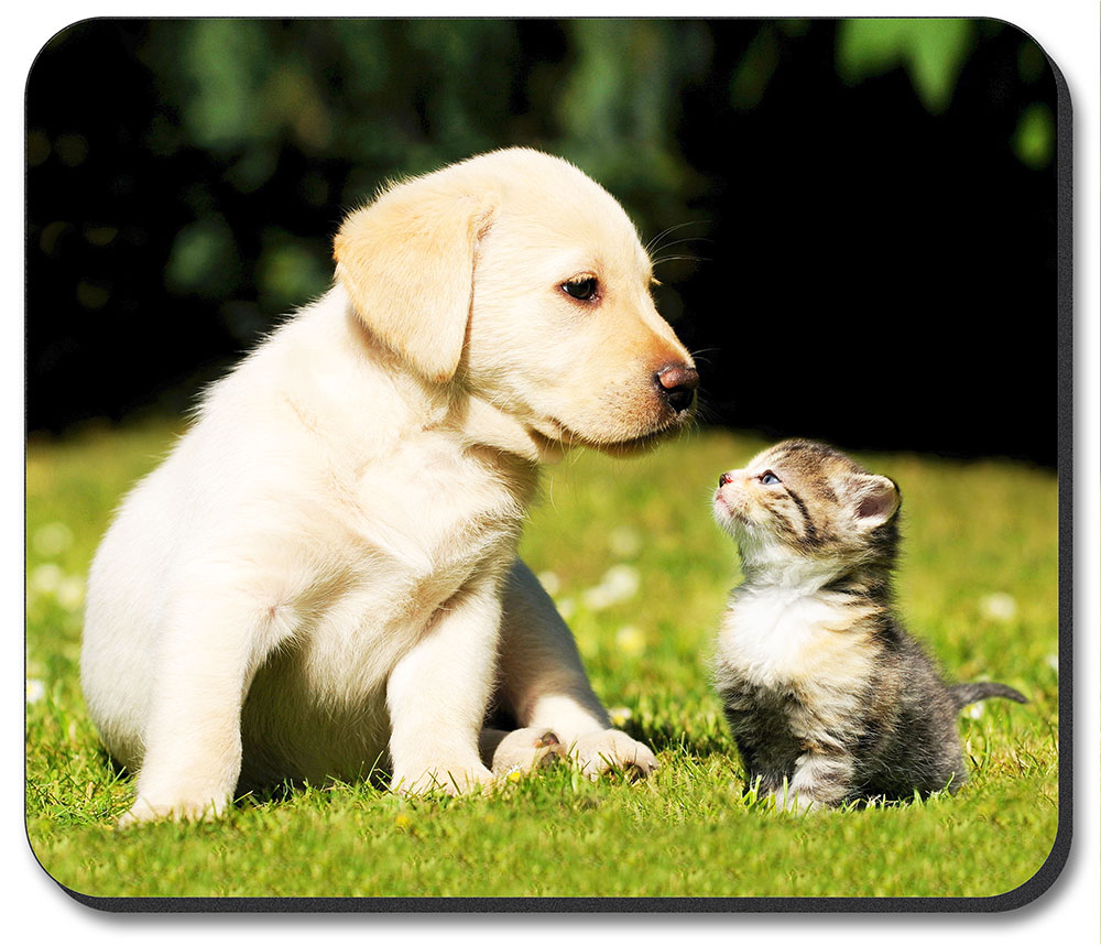 Puppy and Kitty - #7609