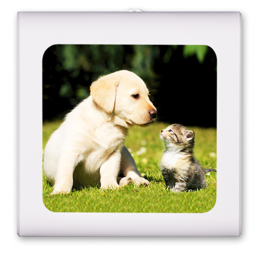 Puppy and Kitty - #7609