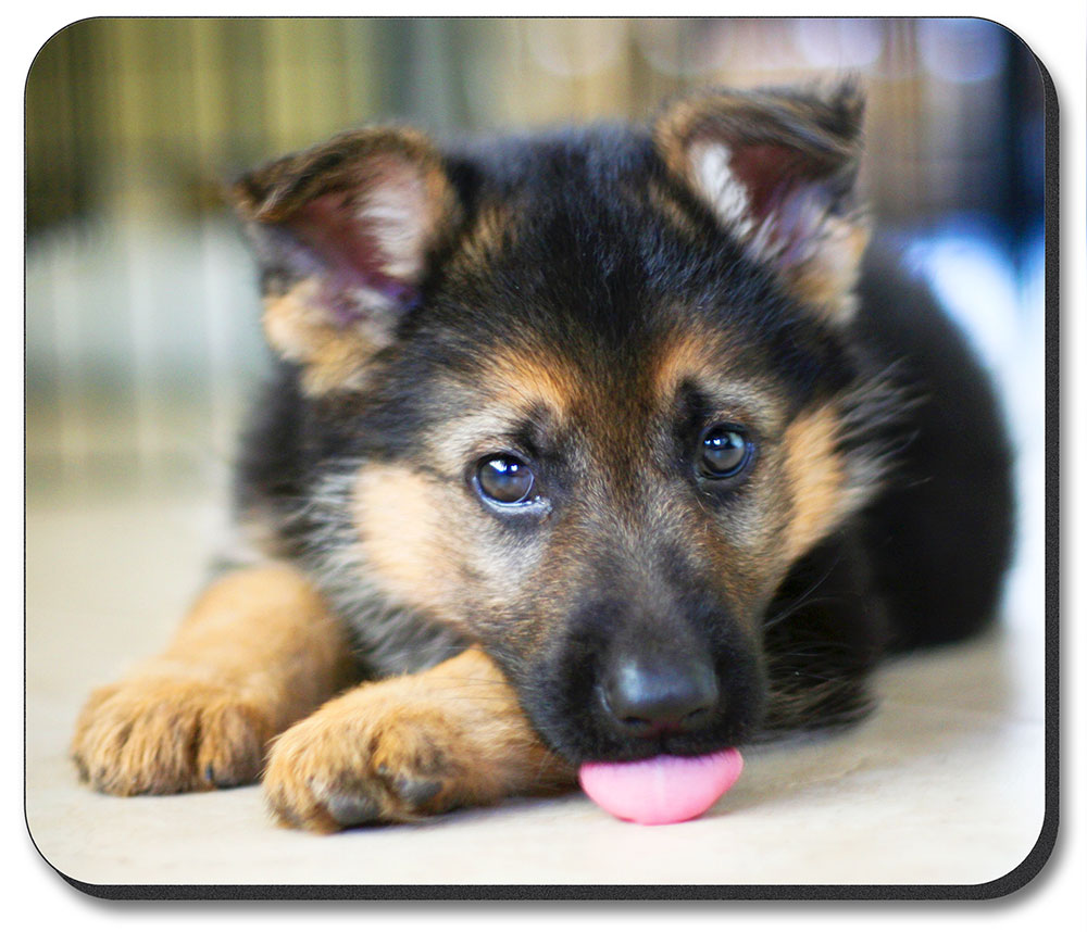 German Shepard Puppy - #7613