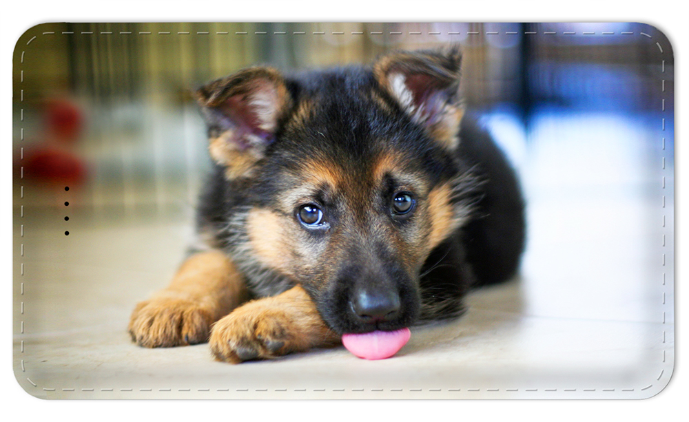 German Shepard Puppy - #7613