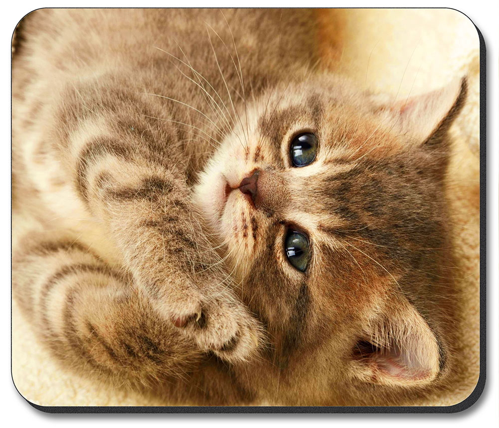 Cute Kitten - #7614