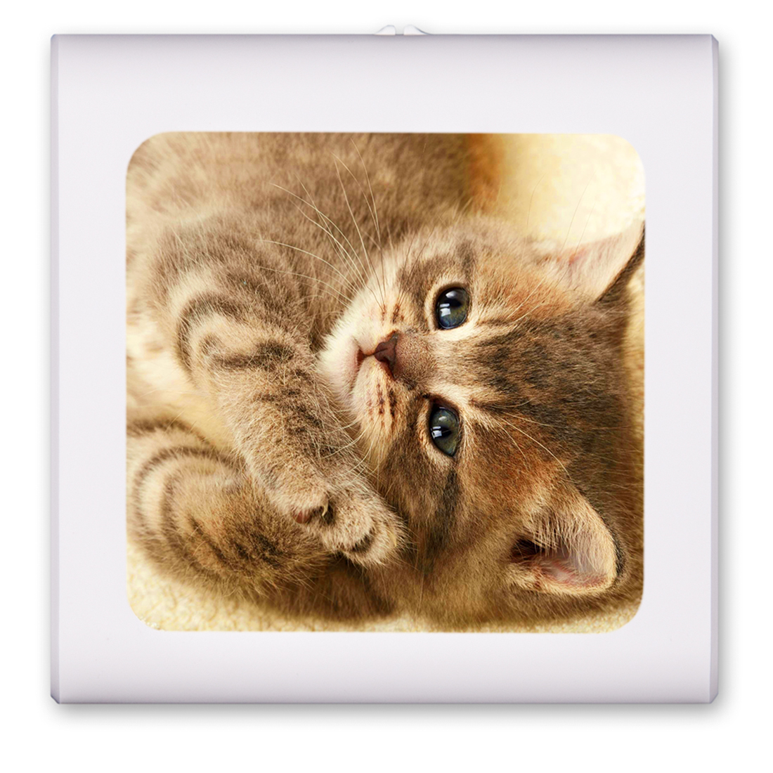 Cute Kitten - #7614