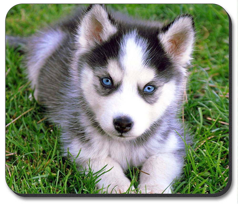 Blue Eyes Puppy - #7615