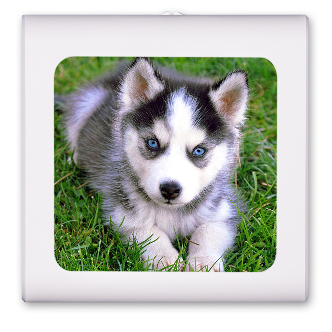 Blue Eyes Puppy - #7615