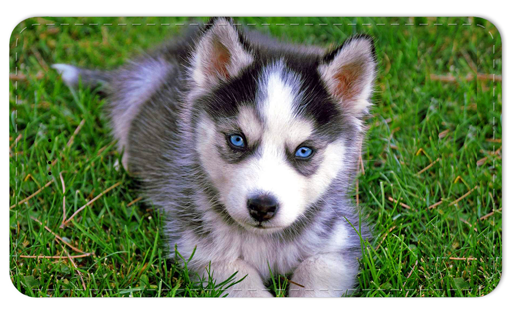 Blue Eyes Puppy - #7615