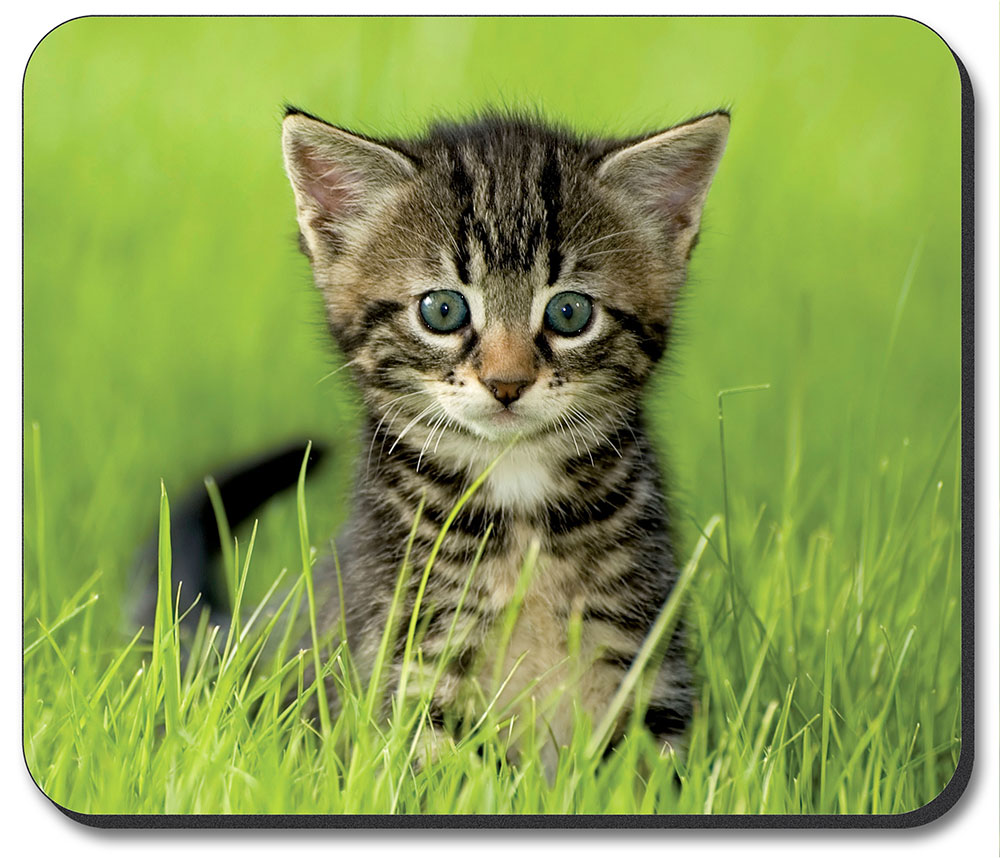 Kitten in the Grass - #7616