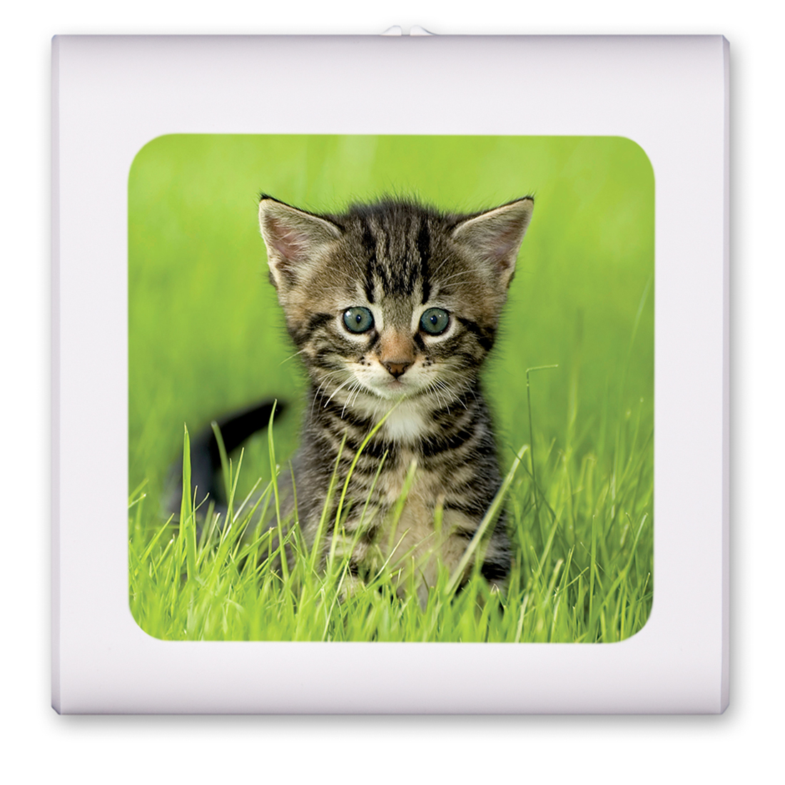 Kitten in the Grass - #7616