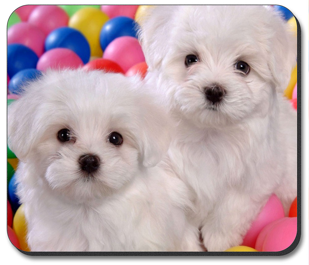 Maltese Puppies - #7618