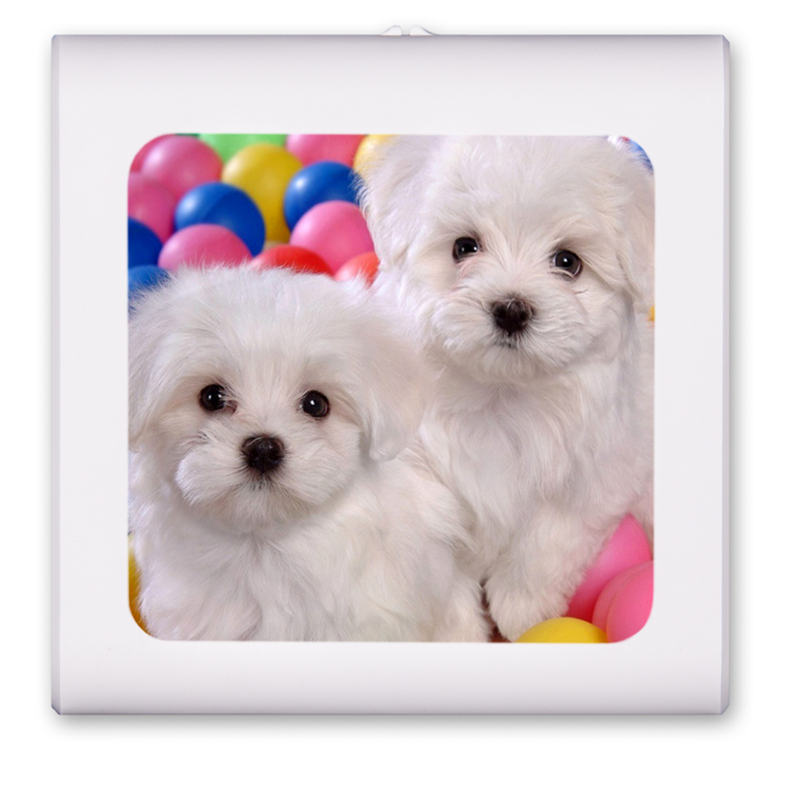 Maltese Puppies - #7618
