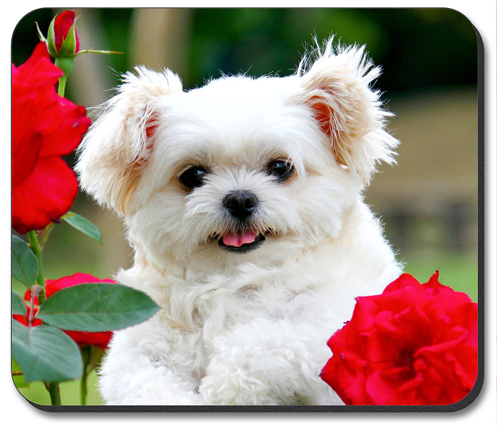 Maltese Puppy - #7619