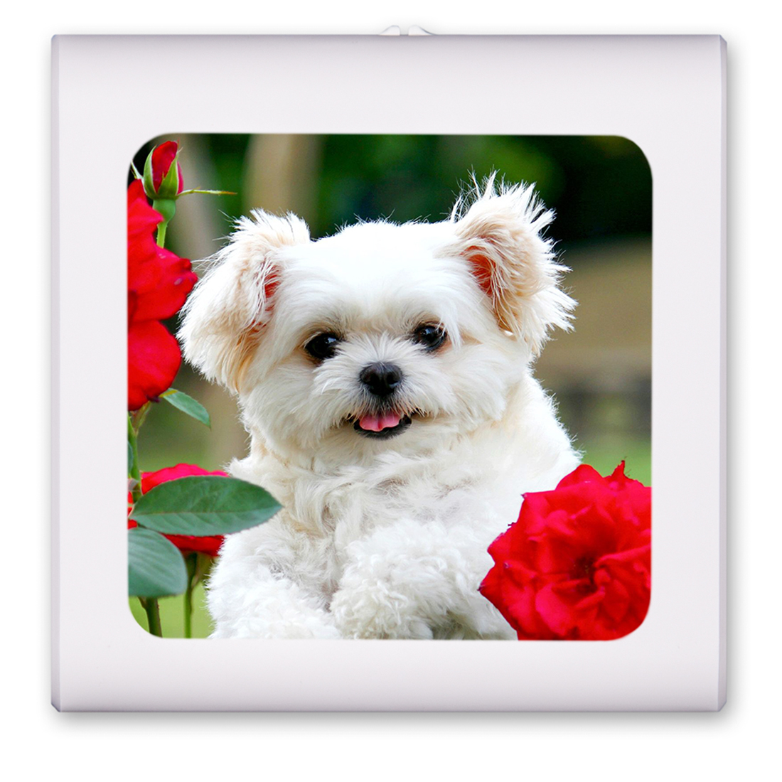Maltese Puppy - #7619