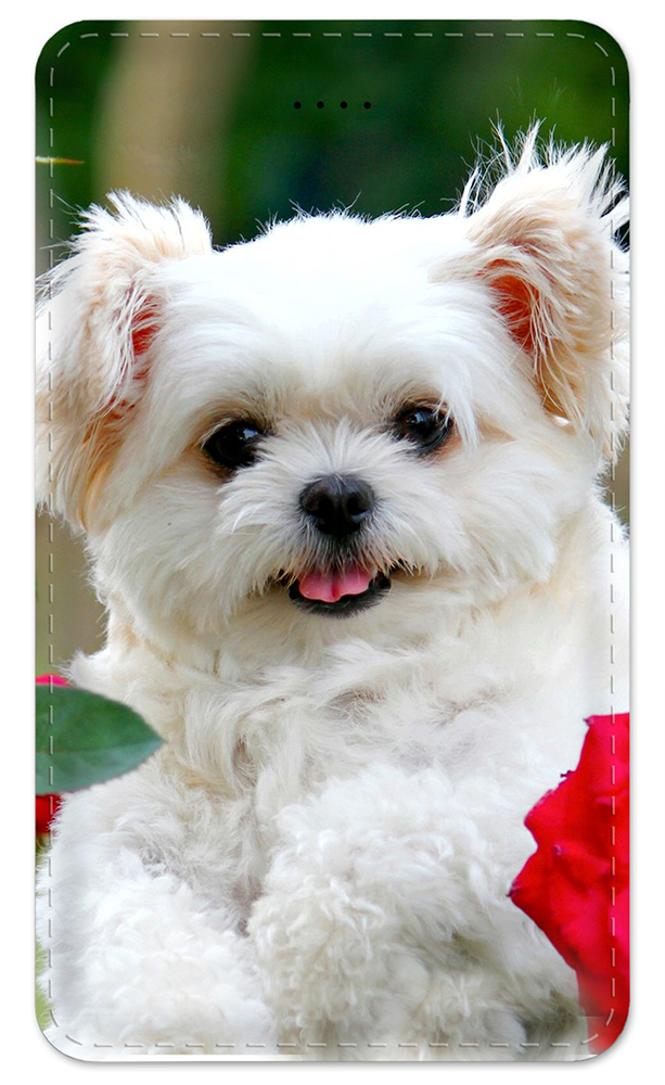 Maltese Puppy - #7619