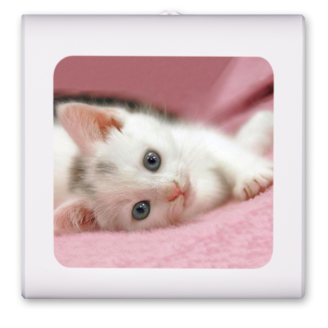 Relaxed Kitten - #7620