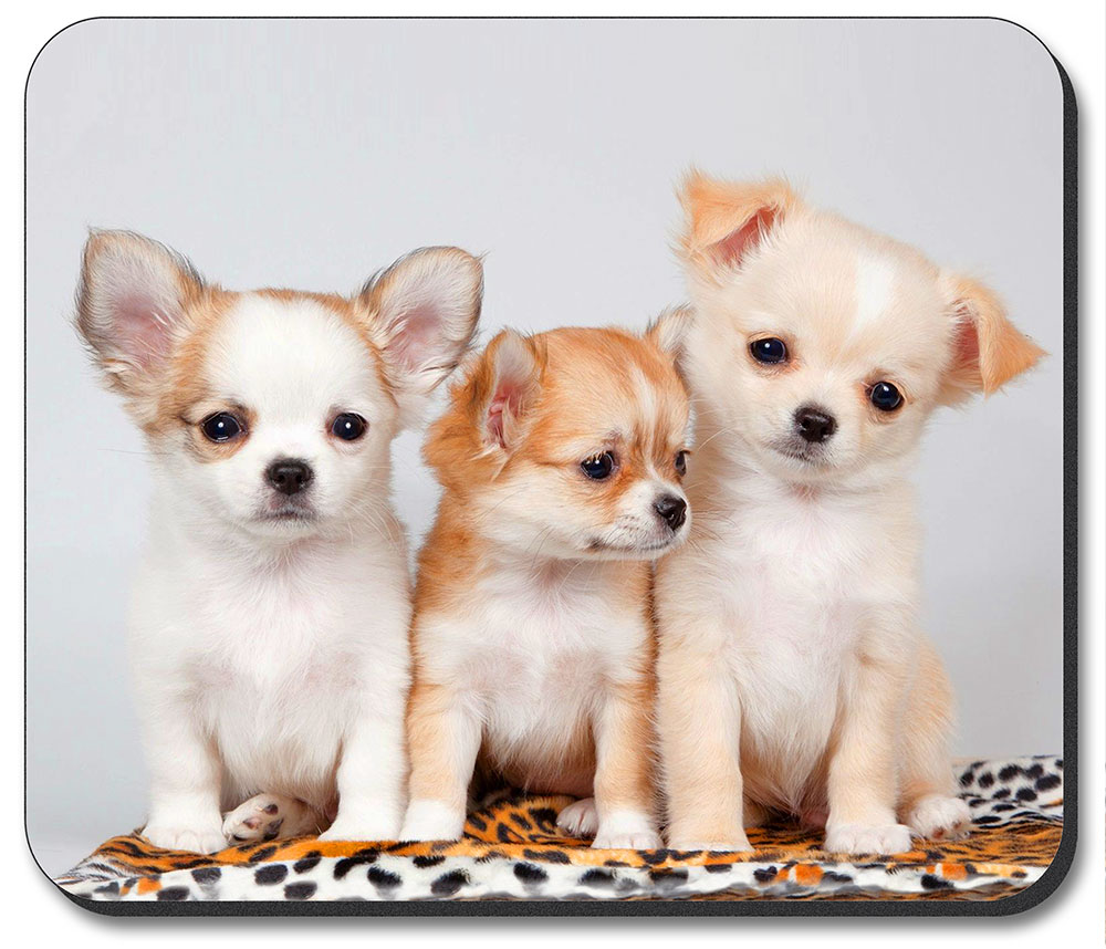 Three Amigos Puppies - #7622