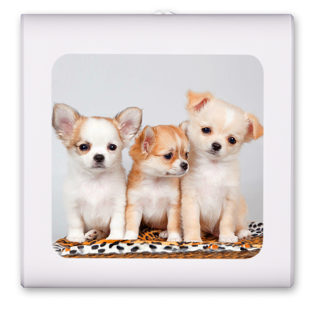 Three Amigos Puppies - #7622