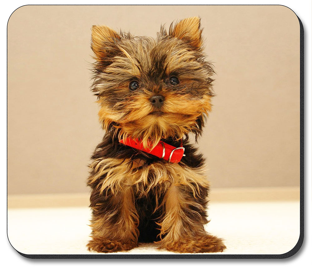 Yorkie Puppy - #7623